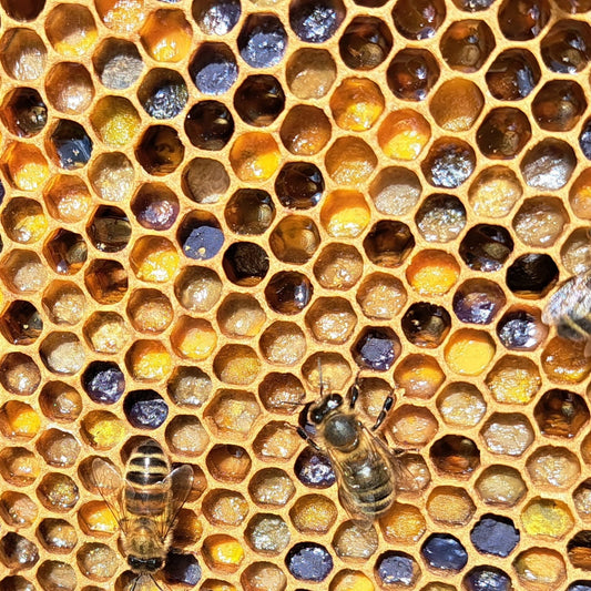 Bees at work on a frame in the Penshurst apiary in late summer